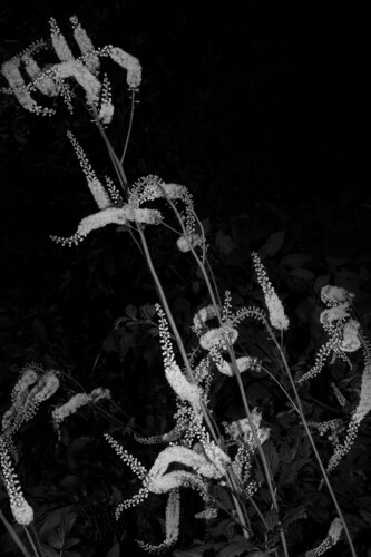 White Flowers van Geraldine Haas, Fotografie te koop op Singulart