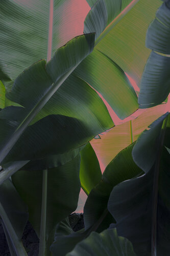 Pink Leaves par Geraldine Haas, Photographie en vente sur Singulart