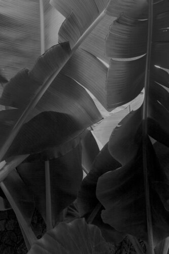 Grey Leaves by Geraldine Haas, 사진 for Sale on Singulart