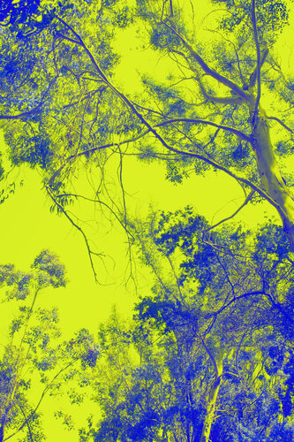 Blue Trees di Geraldine Haas, Fotografia in vendita su Singulart