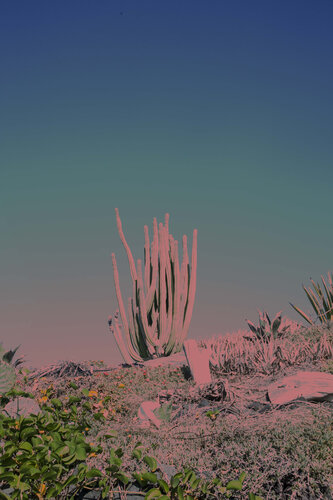 Pink Kaktus van Geraldine Haas, Fotografie te koop op Singulart