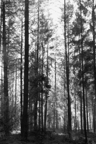 Woods de Geraldine Haas, Fotografía a la venta en Singulart