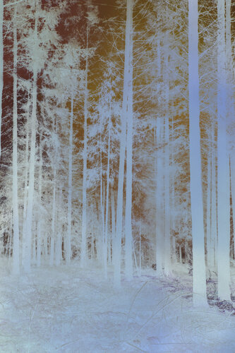 Mystic Trees von Geraldine Haas, Fotografie kaufen auf Singulart