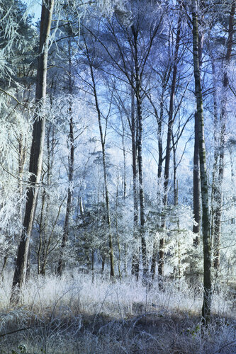 Mystic Trees II di Geraldine Haas, Fotografia in vendita su Singulart