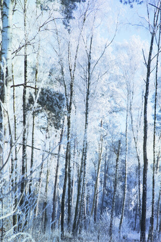 Mystic Trees III di Geraldine Haas, Fotografia in vendita su Singulart
