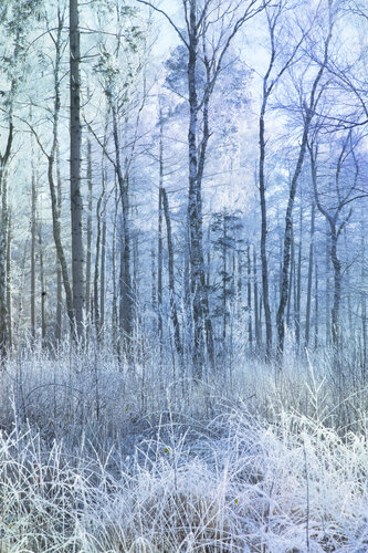 Mystical Forest di Geraldine Haas, Fotografia in vendita su Singulart