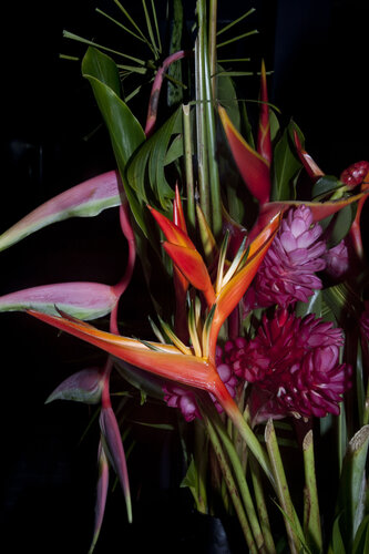 Tropical Flowers di Geraldine Haas, Fotografia in vendita su Singulart