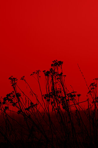 Flowers on red von Geraldine Haas, Fotografie kaufen auf Singulart