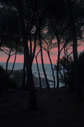 Pinetrees von Geraldine Haas, Fotografie kaufen auf Singulart