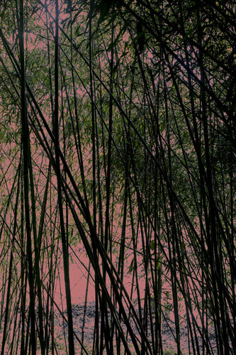 Pink Bamboo von Geraldine Haas, Fotografie kaufen auf Singulart