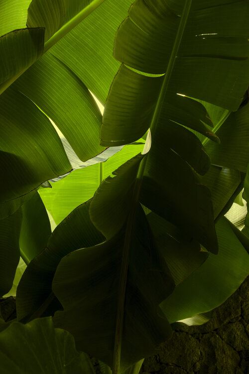 Green Leaves Geraldine Haas