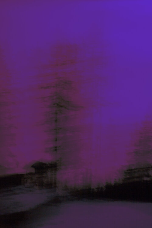 Purple Night Geraldine Haas