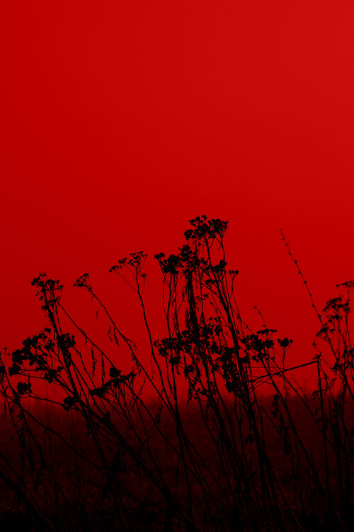 Flowers on red Geraldine Haas