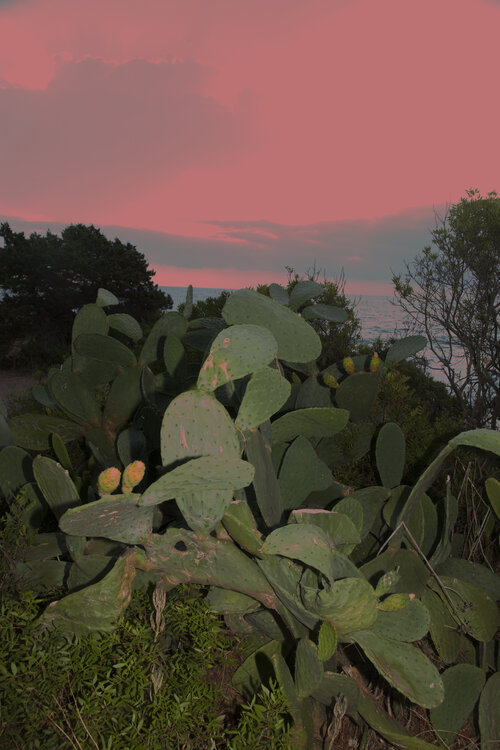 Pink Kaktus at the Ocean Geraldine Haas