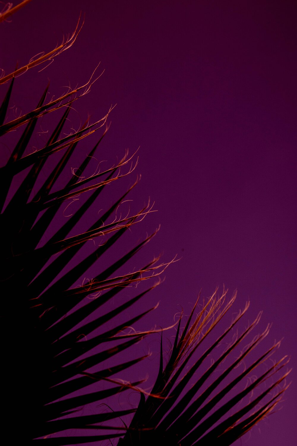 Purple Leaves Geraldine Haas