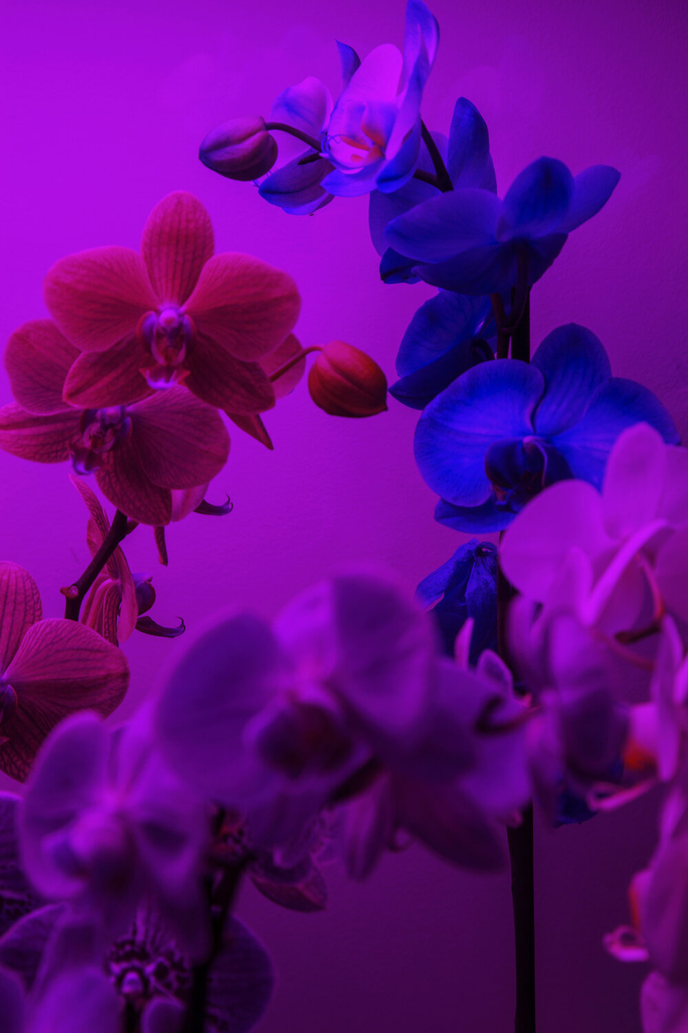 Orchids Geraldine Haas