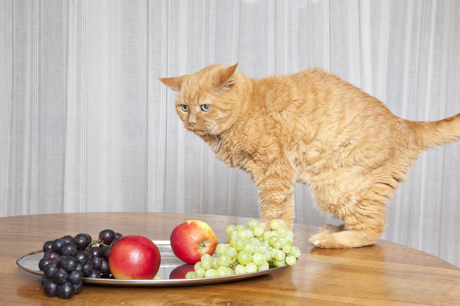 Still Life Cat Geraldine Haas