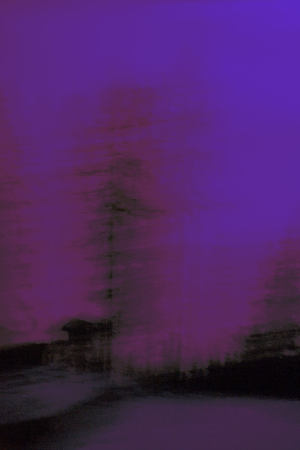 Purple Night Geraldine Haas