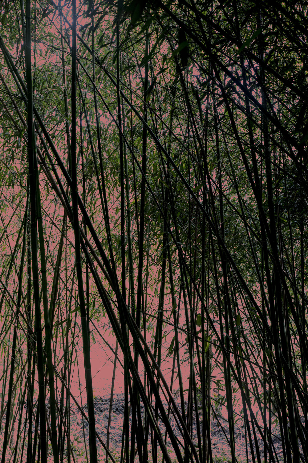 Pink Bamboo Geraldine Haas