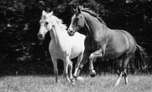 HORSES di Catharina Dethlefs Hoffmann, Fotografia in vendita su Singulart