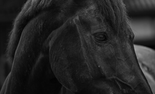 BLACK BEAUTY di Catharina Dethlefs Hoffmann, Fotografia in vendita su Singulart