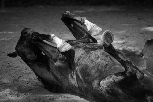 BLACK BEAUTY 2 di Catharina Dethlefs Hoffmann, Fotografia in vendita su Singulart