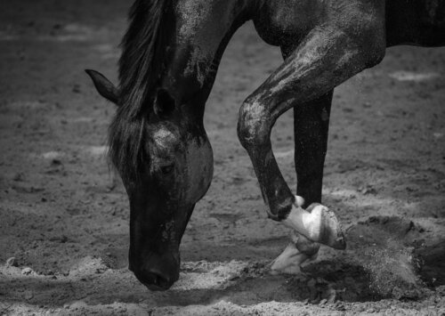 BLACK BEAUTY 3 di Catharina Dethlefs Hoffmann, Fotografia in vendita su Singulart
