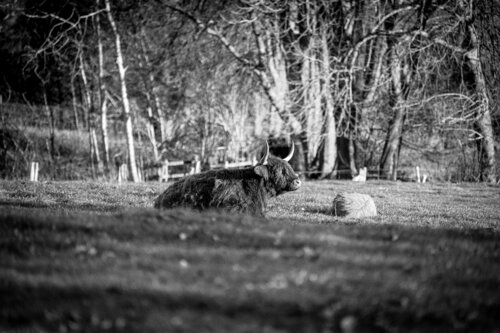 HIGHLAND di Catharina Dethlefs Hoffmann, Fotografia in vendita su Singulart
