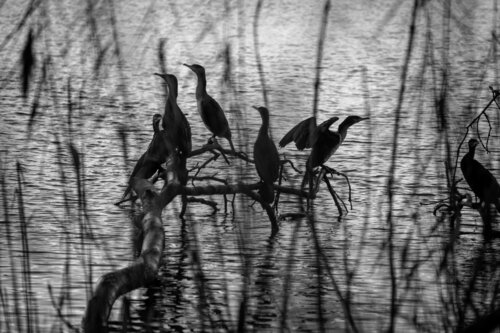 BIRDS van Catharina Dethlefs Hoffmann, Fotografie te koop op Singulart