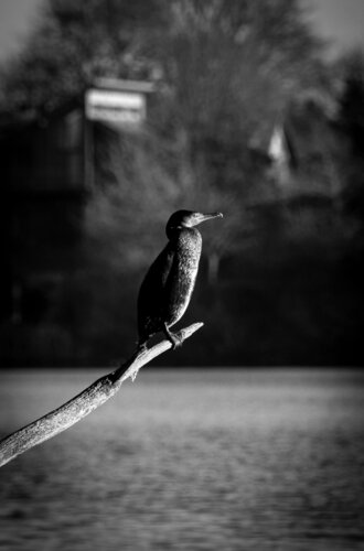 SILENCE di Catharina Dethlefs Hoffmann, Fotografia in vendita su Singulart