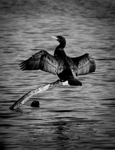 CORMORANT di Catharina Dethlefs Hoffmann, Fotografia in vendita su Singulart