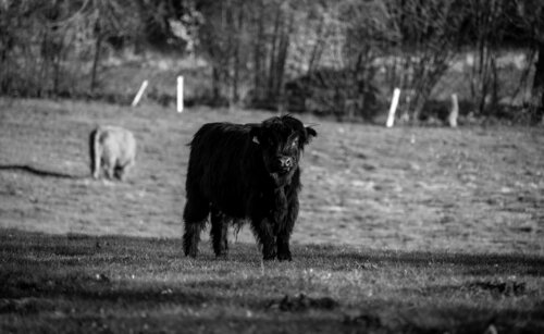 LITTLE HIGHLAND di Catharina Dethlefs Hoffmann, Fotografia in vendita su Singulart