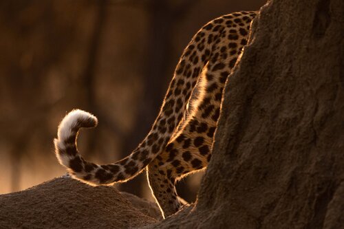 The Elusive by Carel-Louis Steenkamp, Photography for Sale on Singulart