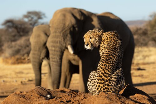 Unexpected Convergence di Carel-Louis Steenkamp, Fotografia in vendita su Singulart