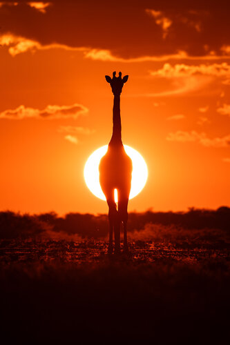 Golden Horizon von Carel-Louis Steenkamp, Fotografie kaufen auf Singulart