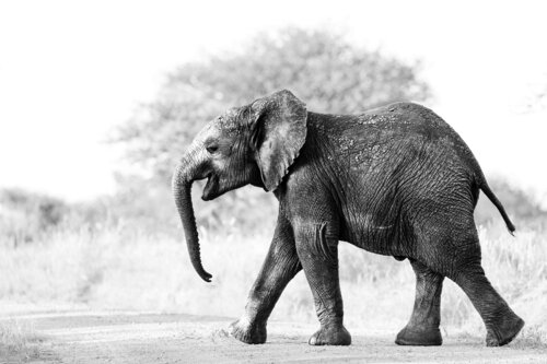 Stomps of Happiness von Carel-Louis Steenkamp, Fotografie kaufen auf Singulart