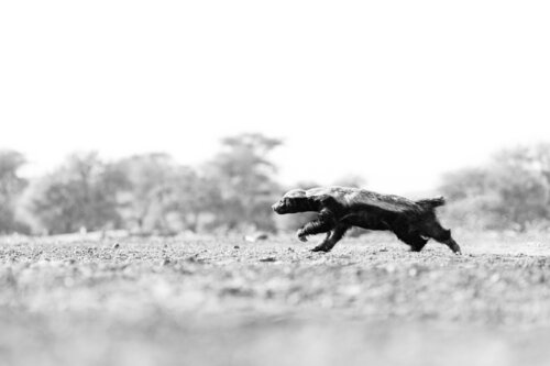 Marching Badger van Carel-Louis Steenkamp, Fotografie te koop op Singulart