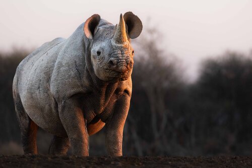 Golden Rhino von Carel-Louis Steenkamp, Fotografie kaufen auf Singulart
