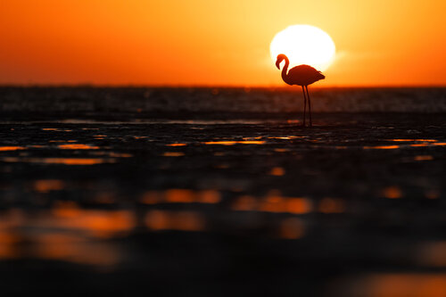 Golden Horizon von Carel-Louis Steenkamp, Fotografie kaufen auf Singulart