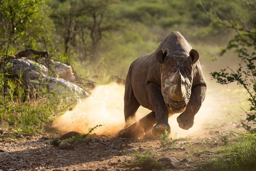 Unstoppable Force von Carel-Louis Steenkamp, Fotografie kaufen auf Singulart