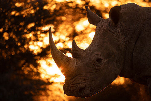 Rhino Radiance von Carel-Louis Steenkamp, Fotografie kaufen auf Singulart