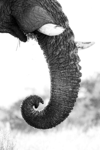 Sustenance von Carel-Louis Steenkamp, Fotografie kaufen auf Singulart