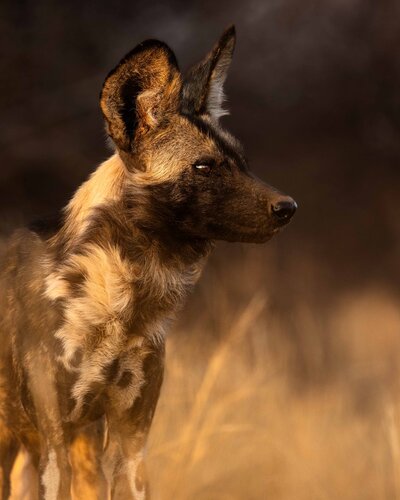 Eyes of the Wild von Carel-Louis Steenkamp, Fotografie kaufen auf Singulart
