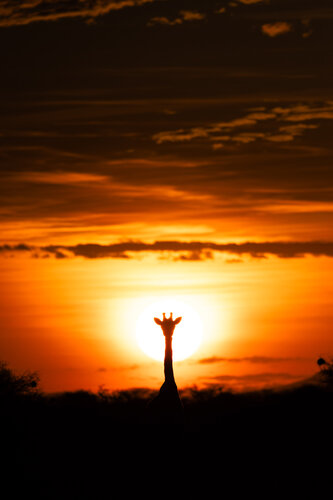 Elegance at Dusk von Carel-Louis Steenkamp, Fotografie kaufen auf Singulart