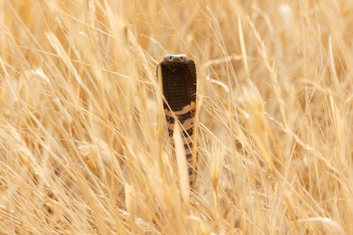 Lurking in the grass von Carel-Louis Steenkamp, Fotografie kaufen auf Singulart
