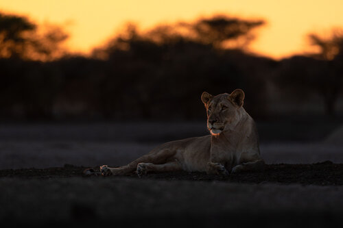 Ember Glow von Carel-Louis Steenkamp, Fotografie kaufen auf Singulart