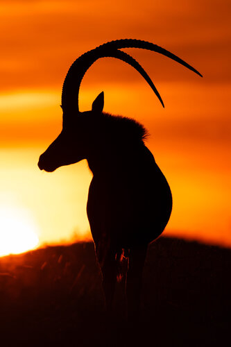 Shadowed Elegance von Carel-Louis Steenkamp, Fotografie kaufen auf Singulart