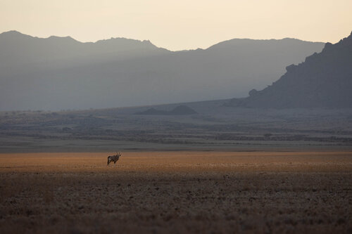 Lone Majesty von Carel-Louis Steenkamp, Fotografie kaufen auf Singulart