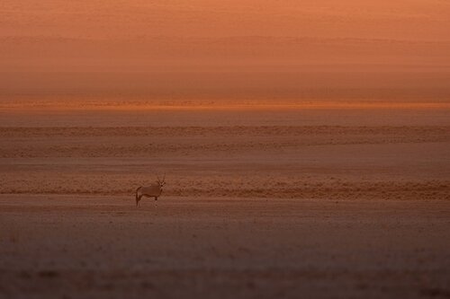 Sentinel of the Sands von Carel-Louis Steenkamp, Fotografie kaufen auf Singulart