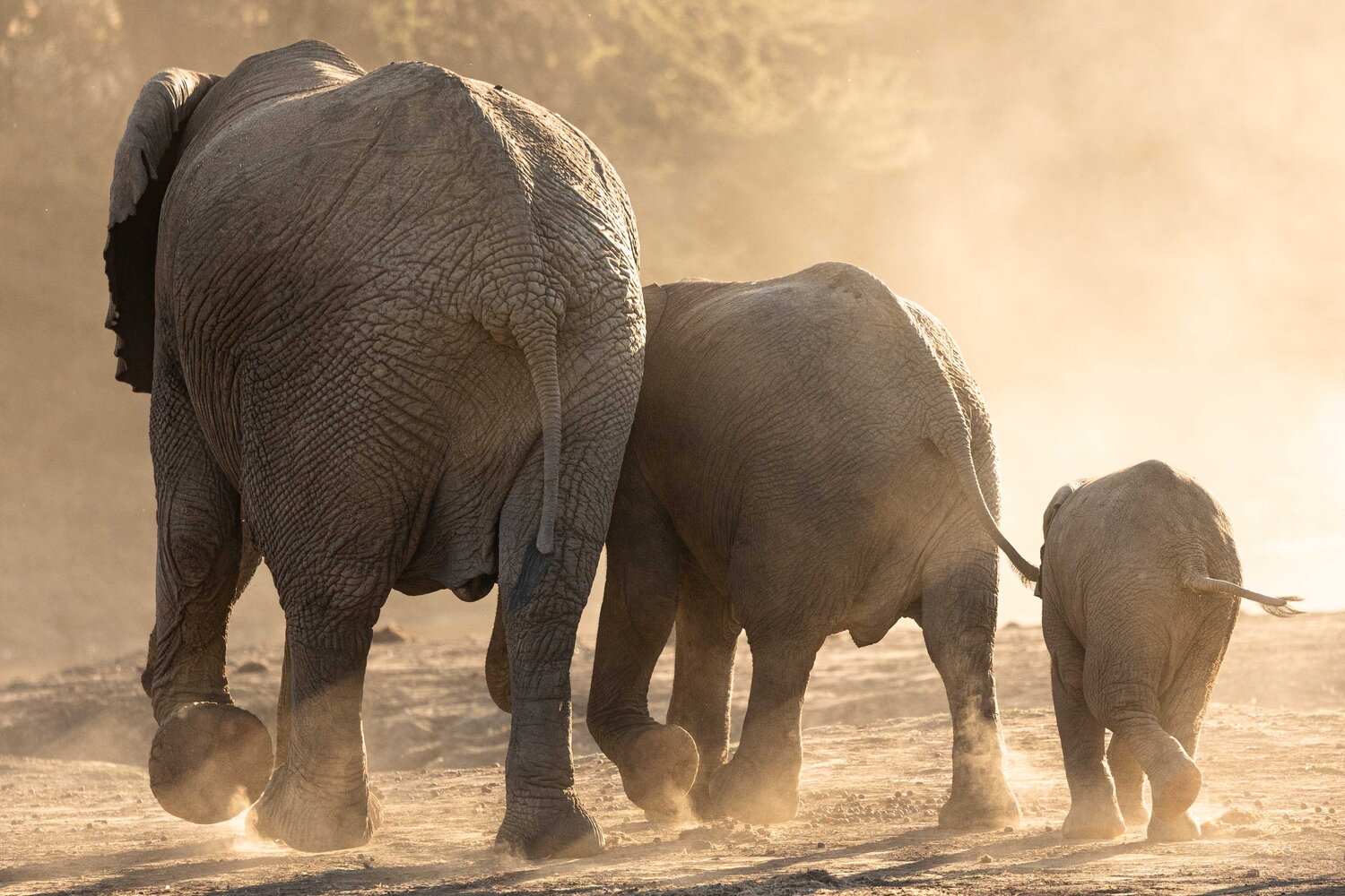 Generations Carel-Louis Steenkamp
